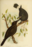 Art Sheet Packs - Birds of Australia (v2)