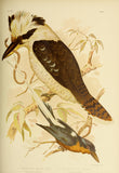 Art Sheet Packs - Birds of Australia (v2)