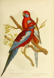 Art Sheet Packs - Birds of Australia (v2)